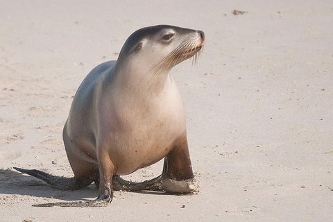 2-Day Kangaroo Island 4WD Small-Group Tour From Adelaide - Holiday Find 4