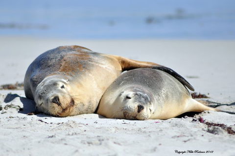 NEW TOUR - Kangaroo Island Road To Recovery Tour (1 Day/1 Night) - Holiday Find 1