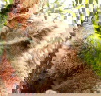 Small-Group Phillip Island Day Trip from Melbourne - Holiday Find