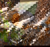 Melbourne City Tour and Phillip Island in One Day - Holiday Find