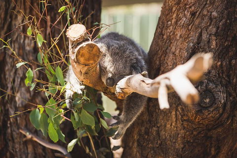 Melbourne City Tour And Phillip Island In One Day - Holiday Find 0