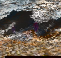 Private Tour Phillip Island Penguin Parade and Moonlit Sanctuary Conservation Park from Melbourne - Holiday Find