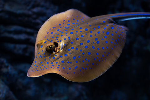 Cairns Aquarium Tour By Twilight With Drink And Appetiser - Holiday Find 0