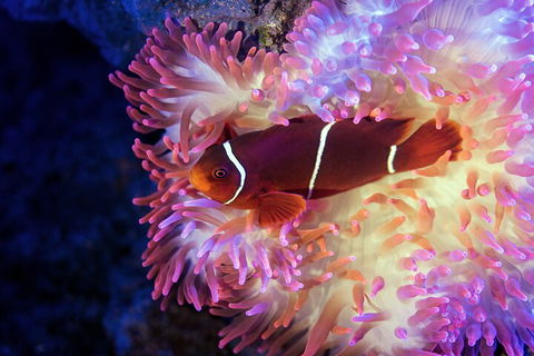 Cairns Aquarium Tour By Twilight With Drink And Appetiser - Holiday Find 5