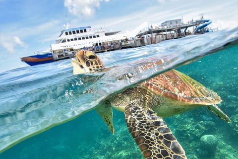 Outer Reef Pontoon Experience From Cairns - Holiday Find 5