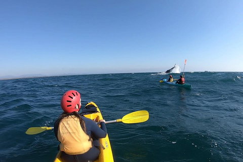 Kayaking With Dolphins In Byron Bay Guided Tour - Holiday Find 3