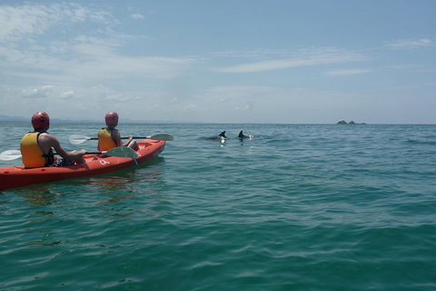 Kayaking With Dolphins In Byron Bay Guided Tour - Holiday Find 4