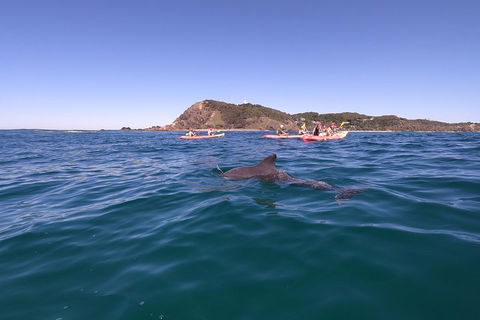 Kayaking With Dolphins In Byron Bay Guided Tour - Holiday Find 5
