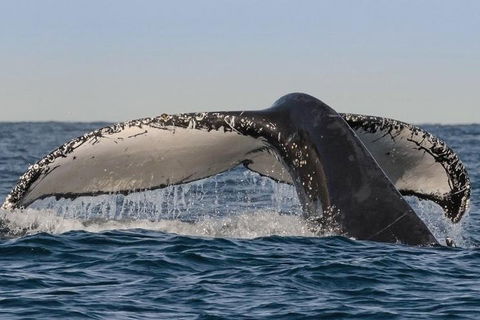 Sydney Whale-Watching Cruise Including Lunch Or Breakfast - Holiday Find 0