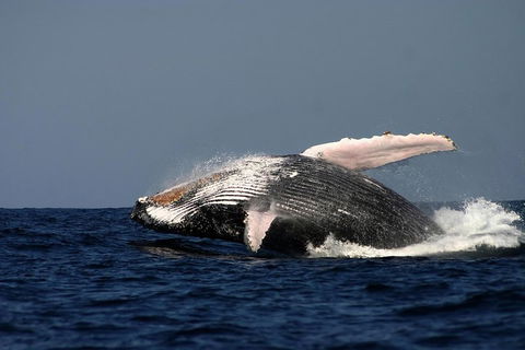 Sydney Whale-Watching Cruise Including Lunch Or Breakfast - Holiday Find 1
