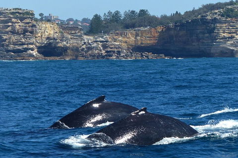 Sydney Whale-Watching Cruise Including Lunch Or Breakfast - Holiday Find 2