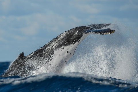 Sydney Whale-Watching Cruise Including Lunch Or Breakfast - Holiday Find 4