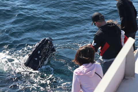 Sydney Whale-Watching Cruise Including Lunch Or Breakfast - Holiday Find 5