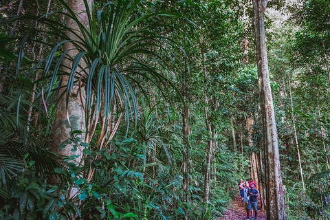 Atherton Tablelands Rain Forest By Night From Cairns - Holiday Find 0