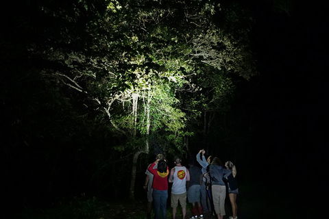 Atherton Tablelands Rain Forest By Night From Cairns - Holiday Find 2