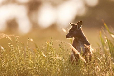Blue Mountains Day Tour With Wildlife At Sunset From Sydney - Holiday Find 2