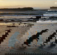 Phillip Island Penguin Parade Day Trip with Koala Conservation Reserve Visit - Holiday Find