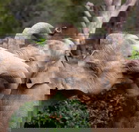 Melbourne Zoo General Entry Ticket - Holiday Find