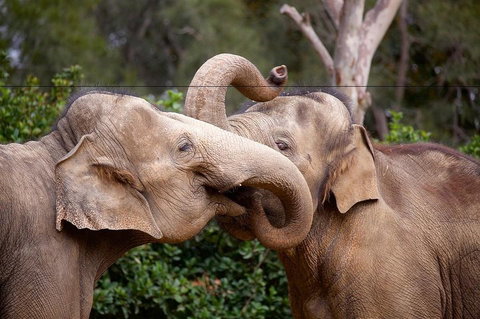 Melbourne Zoo General Entry Ticket - Holiday Find 0