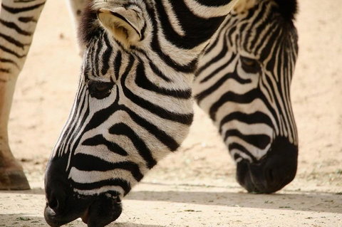 Melbourne Zoo General Entry Ticket - Holiday Find 1