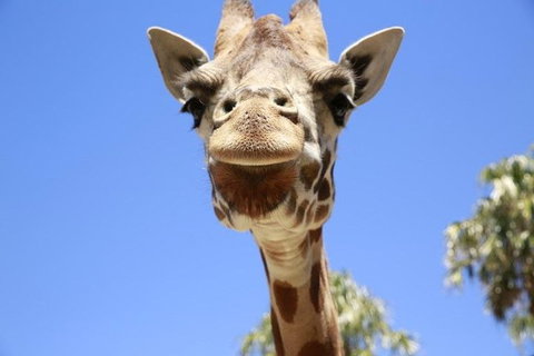 Melbourne Zoo General Entry Ticket - Holiday Find 2