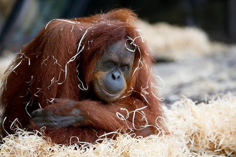 Melbourne Zoo General Entry Ticket - Holiday Find 3