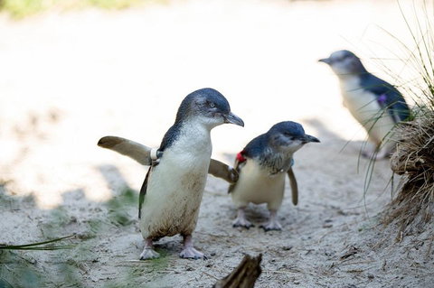 Melbourne Zoo General Entry Ticket - Holiday Find 5