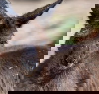 Australian Wildlife Tour at Melbourne Zoo Ticket - Holiday Find