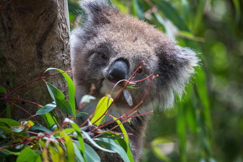 Australian Wildlife Tour At Melbourne Zoo Ticket - Holiday Find 1