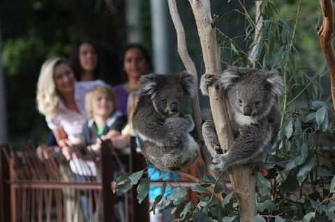 Australian Wildlife Tour At Melbourne Zoo Ticket - Holiday Find 2
