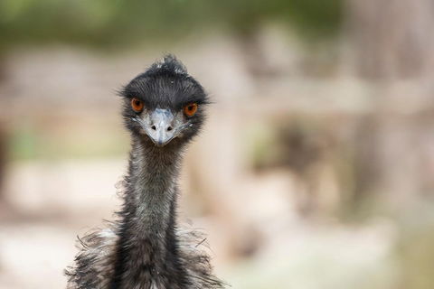 Australian Wildlife Tour At Melbourne Zoo Ticket - Holiday Find 3