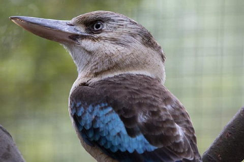 Australian Wildlife Tour At Melbourne Zoo Ticket - Holiday Find 4