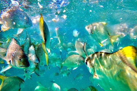 Moreton Island Day Trip (Kayak, Snorkel & Sandboard) Frm Brisbane Or Gold Coast - Holiday Find 1