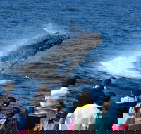 Tangalooma Island Resort Whale Watching Day Cruise - Holiday Find
