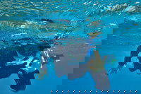 3 Day Whitsundays Sailing and Diving Adventure Kiana, Airlie Beach