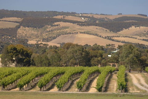 McLaren Vale And Glenelg Wine Tasting And Sightseeing (Half-day Afternoon) - Holiday Find 2