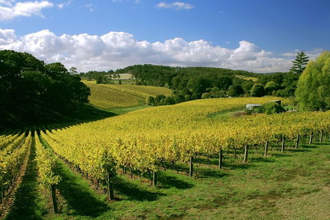 McLaren Vale And Glenelg Wine Tasting And Sightseeing (Half-day Afternoon) - Holiday Find 4