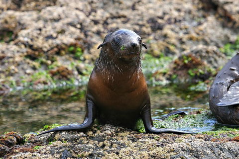 Phillip Island Seal-Watching Cruise - Holiday Find 0