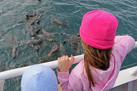 Phillip Island Seal-Watching Cruise - Holiday Find 2