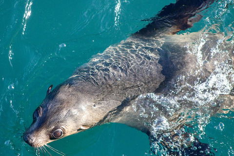 Phillip Island Seal-Watching Cruise - Holiday Find 3