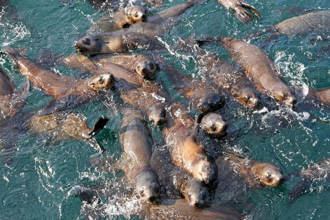 Phillip Island Seal-Watching Cruise - Holiday Find 4