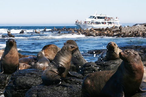 Phillip Island Seal-Watching Cruise - Holiday Find 5