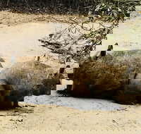 Phillip Island Penguin Parade Brighton Bathing Boxes and Wildlife Park Tour - Holiday Find