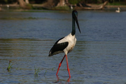 Litchfield And Jumping Crocodiles Full Day Trip From Darwin - Holiday Find 1