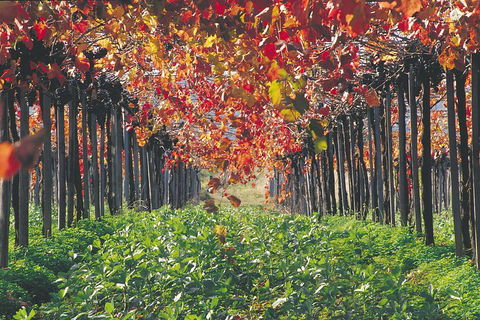 Margaret River Private Tour - Holiday Find 0