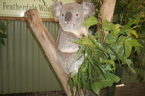 Blue Mountains Private Tour With Wildlife Park And River Cruise - Holiday Find 5
