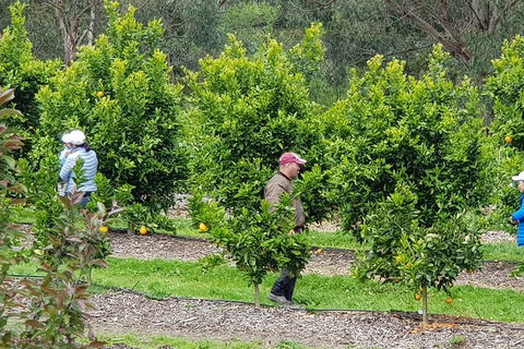Dandenong Ranges And Rayners Orchard Tour From Melbourne - Holiday Find 2