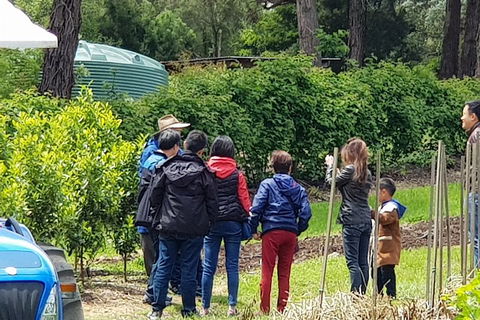 Dandenong Ranges And Rayners Orchard Tour From Melbourne - Holiday Find 4