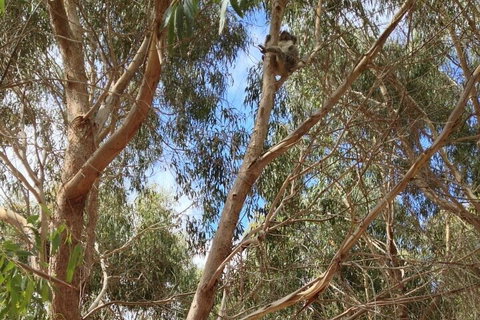 Kangaroo Island 4WD Tour - Best Of KI In 2 Days - Holiday Find 0