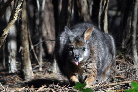 Small-Group Kangaroo Island 4WD Night Tour - Holiday Find 1